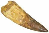 Bargain, Real Fossil Spinosaurus Tooth - Composite Tooth #365666-1